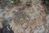 Cota tinctoria euxina - Photo (c) Шильников Дмитрий Сергеевич, some rights reserved (CC BY-NC), uploaded by Шильников Дмитрий Сергеевич