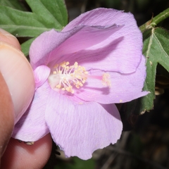 Hibiscus phoeniceus