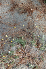 Cota tinctoria euxina