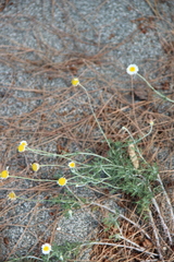 Cota tinctoria euxina
