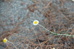 Cota tinctoria euxina