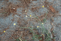 Cota tinctoria euxina