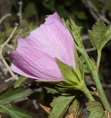 Hibiscus phoeniceus