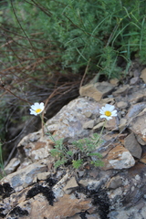 Anthemis fruticulosa