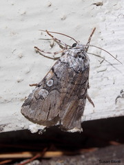 Sympistis chionanthi