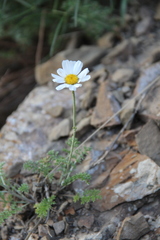 Anthemis fruticulosa