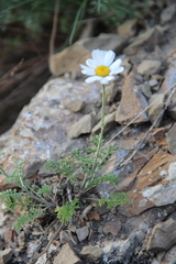 Anthemis fruticulosa