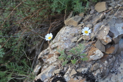 Anthemis fruticulosa