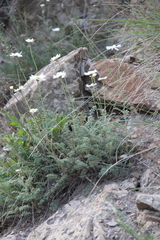 Anthemis fruticulosa