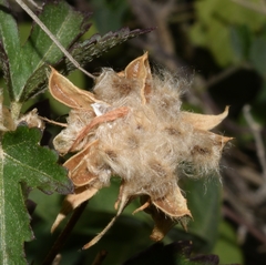 Hibiscus phoeniceus