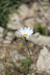 Anthemis fruticulosa