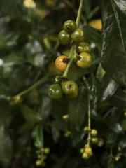 Palicourea boqueronensis