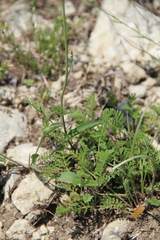 Anthemis fruticulosa