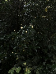 Palicourea boqueronensis