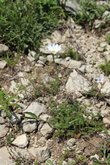 Anthemis fruticulosa