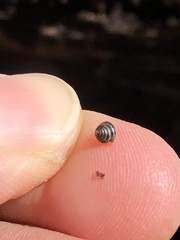 Euconulidae