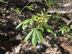 Aesculus pavia flavescens