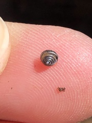 Euconulidae
