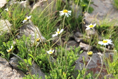 Anthemis cretica iberica