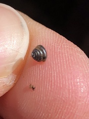 Euconulidae
