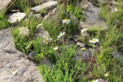 Anthemis cretica iberica