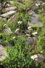 Anthemis cretica iberica
