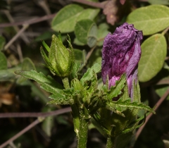 Hibiscus phoeniceus