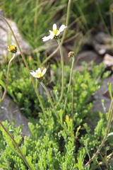 Anthemis cretica iberica