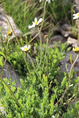 Anthemis cretica iberica