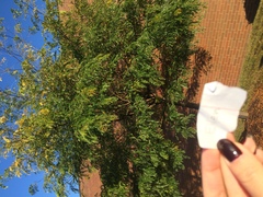 Gleditsia triacanthos inermis