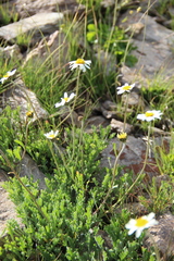 Anthemis cretica iberica