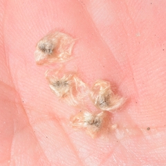 Hibiscus phoeniceus