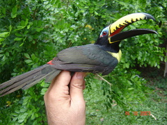 Lettered Aracari photo 2