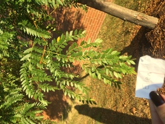 Gleditsia triacanthos inermis