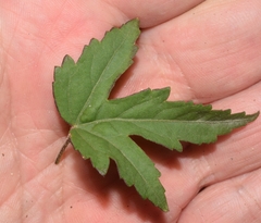 Hibiscus phoeniceus