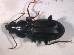 Pterostichus stygicus