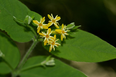 Englerodaphne pilosa