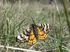 Eurranthis plummistaria