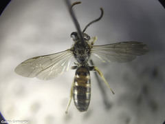 Lasioglossum malachurum