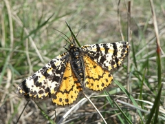 Eurranthis plummistaria