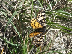 Eurranthis plummistaria