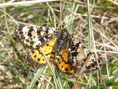 Eurranthis plummistaria