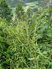 Polypsecadium