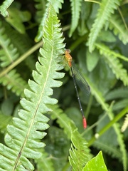 Ceriagrion annulatum