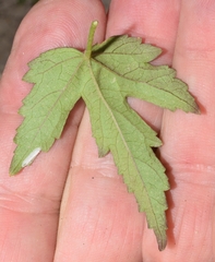 Hibiscus phoeniceus