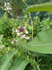 Polypsecadium