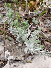 Ajugoideae