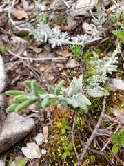 Ajugoideae