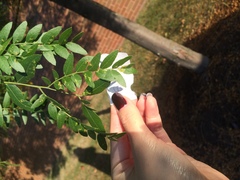 Gleditsia triacanthos inermis