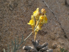 Linaria polygalifolia